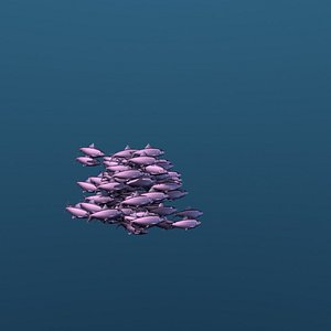 3D school sardine swimming fishes model