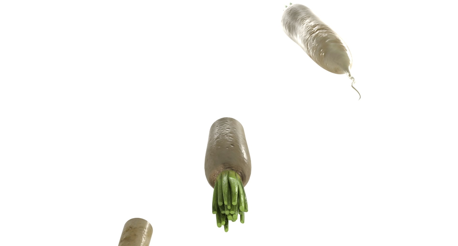 radish white 3D https://p.turbosquid.com/ts-thumb/KB/3r8uAf/M2C46TdL/radish_white21/jpg/1589684037/1920x1080/fit_q87/c08ed118701a7155cd163c15a9de40b79890b04e/radish_white21.jpg