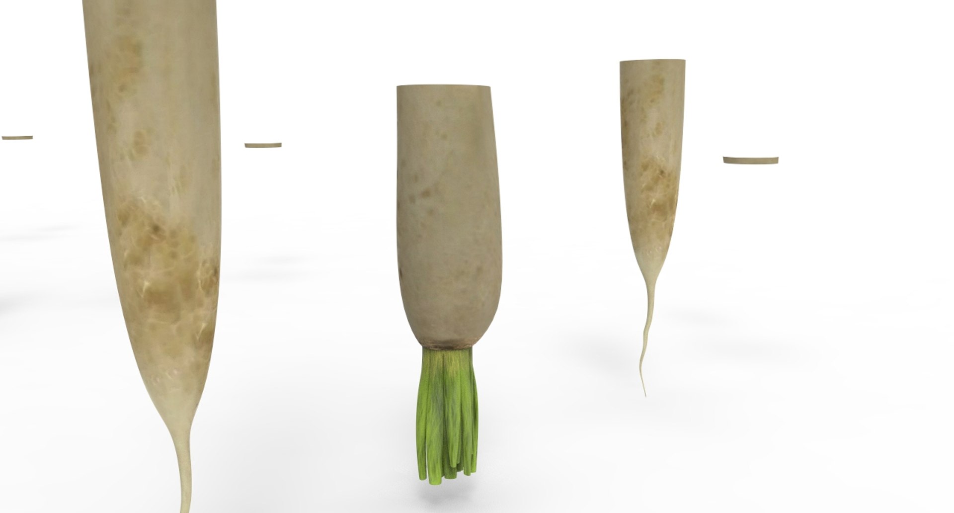 radish white 3D https://p.turbosquid.com/ts-thumb/KB/3r8uAf/chF15FYE/radish_white5/jpg/1589684036/1920x1080/fit_q87/d17551d4fe61615477093134db4254eb49f8eb40/radish_white5.jpg