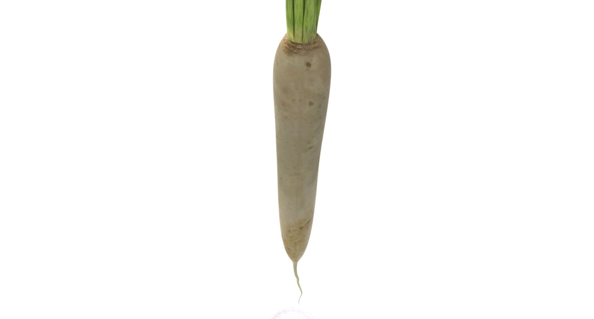 radish white 3D https://p.turbosquid.com/ts-thumb/KB/3r8uAf/pksYmw2B/radish_white15/jpg/1589684037/1920x1080/fit_q87/c18c0d4a946710e12319a1a8efba6d108b7b844c/radish_white15.jpg
