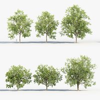 Platanus acerifolia London Plane 02