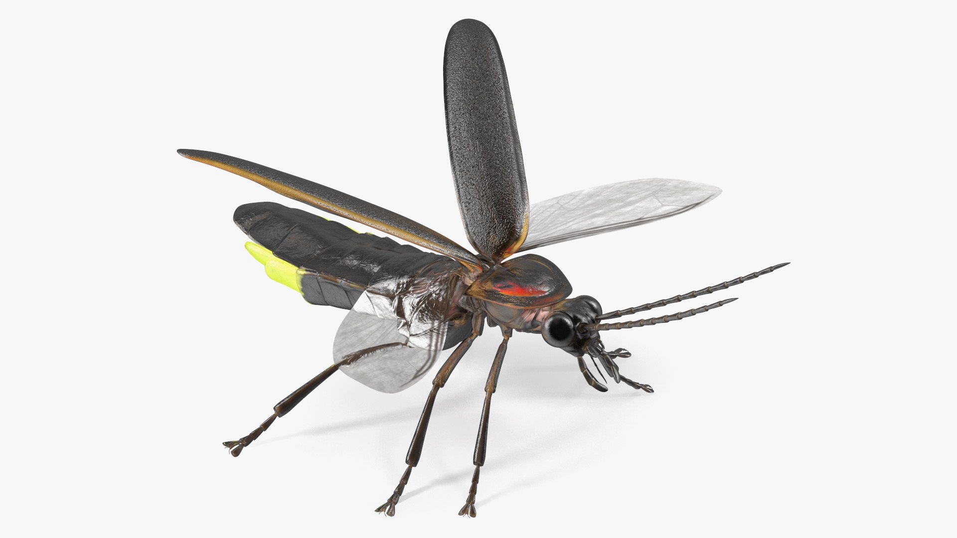 Eastern Firefly Glowing Basic Pose 3D model preview