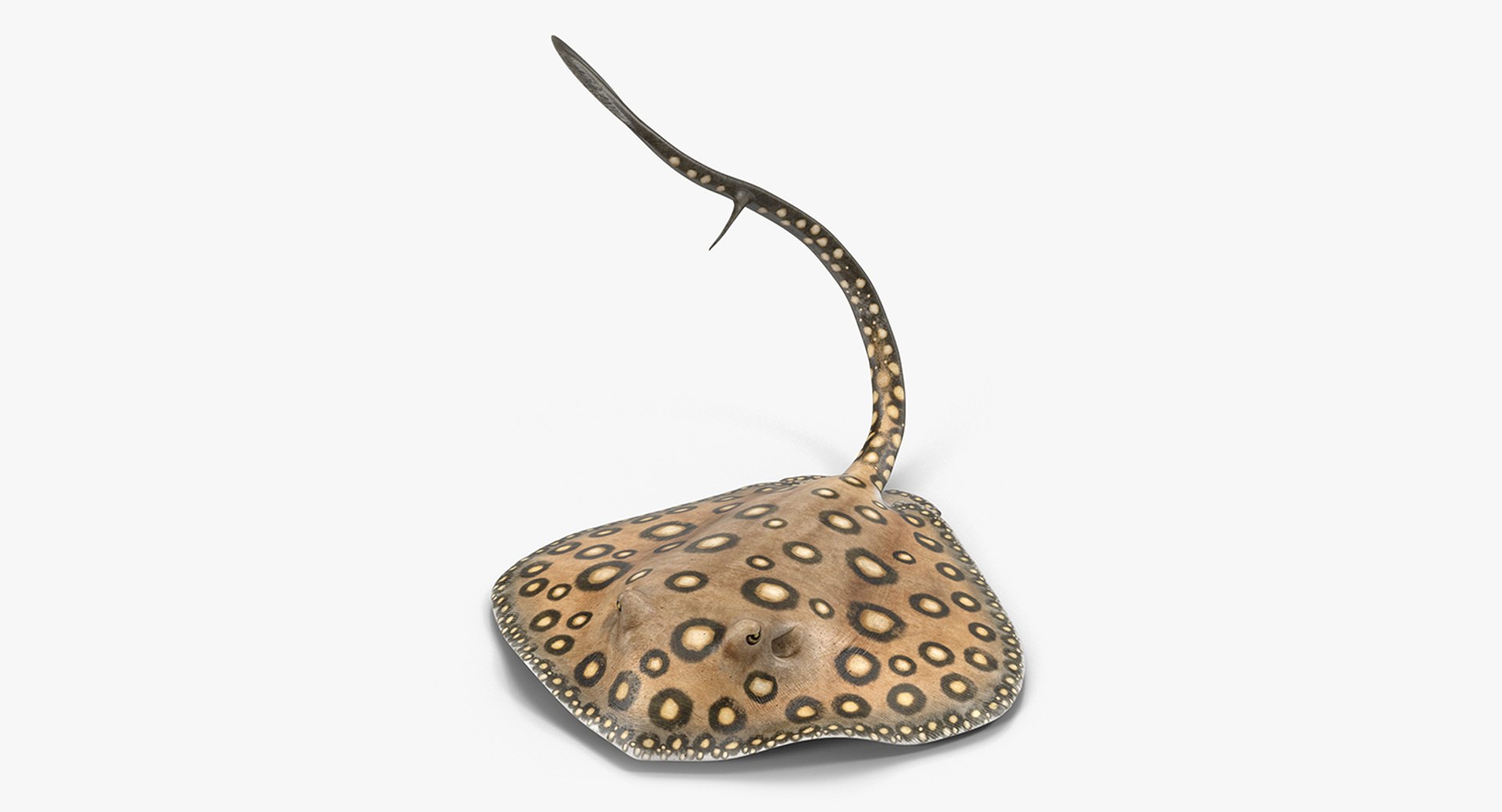 River Stingray Pose 2 3D Model 3D model preview