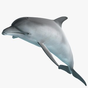 Bottlenose Dolphin