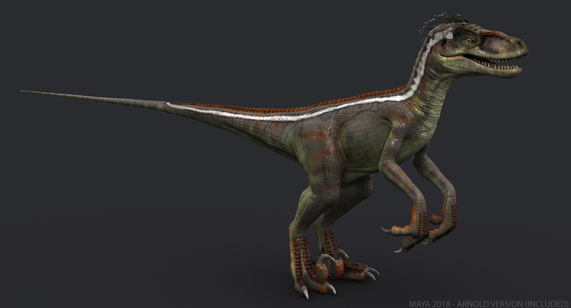 Velociraptor 1 Animation 3d Model