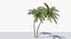 Lowpoly Coconut Palm v6 3D model