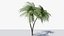 Lowpoly Coconut Palm v6 3D model
