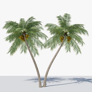 Lowpoly Coconut Palm v6