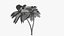 Lowpoly Coconut Palm v6 3D model