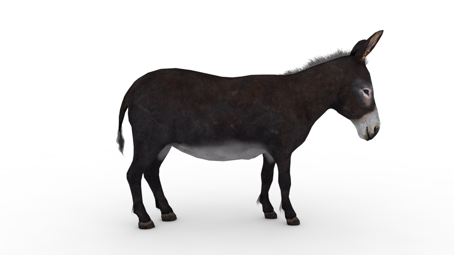 3D Model Donkey - TurboSquid 2237368