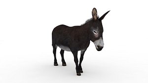 3D model Donkey