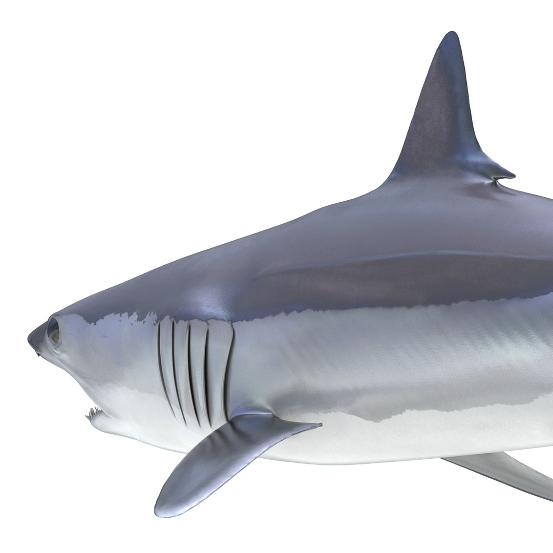 shortfin mako shark 3d 3ds