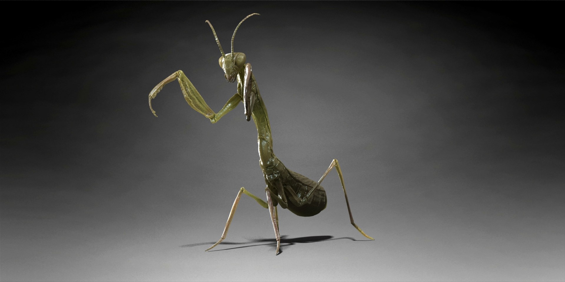 Ant Mantis Crocodile 3d Model