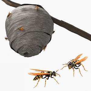 Wasp Paper Nest on Tree Branch with Wasps