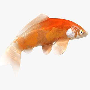 3D Japanese Carp Fish Rigged L1827