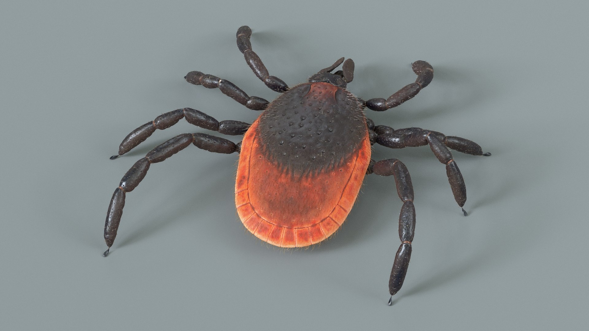 3D Tick Rigged Xgen https://p.turbosquid.com/ts-thumb/KC/7EmQjp/02/tick_rigged_05/jpg/1717751363/1920x1080/fit_q87/a413bae72dd78a7fddf1eb3e3786688a0575ac87/tick_rigged_05.jpg