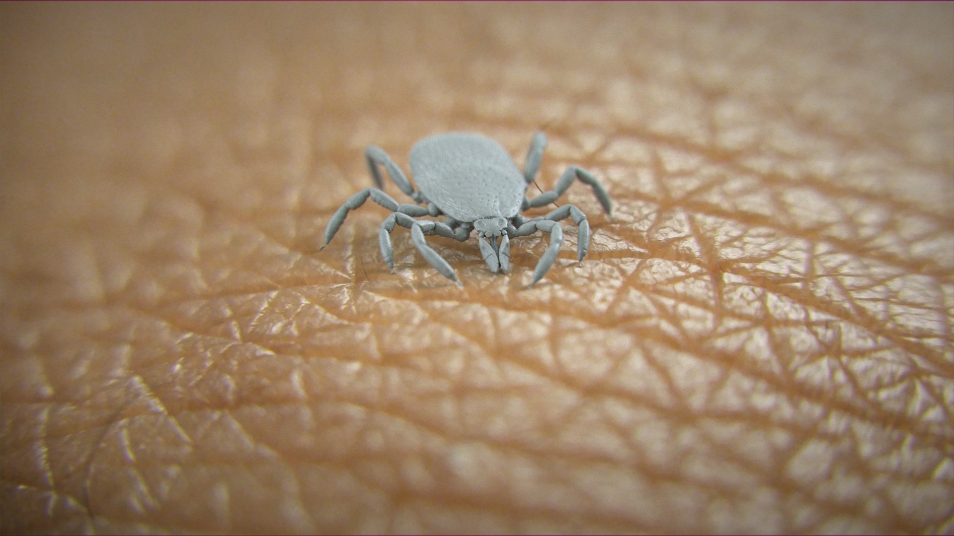 3D Tick Rigged Xgen https://p.turbosquid.com/ts-thumb/KC/7EmQjp/JS/tick_rigged_scene_01_clay/jpg/1717751098/1920x1080/fit_q87/7f7d08f564e43b2bb364425990319794a4f48460/tick_rigged_scene_01_clay.jpg