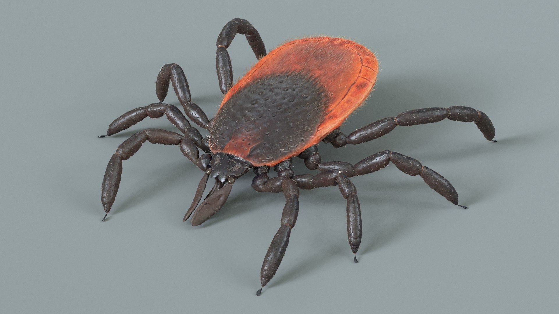 3D Tick Rigged Xgen https://p.turbosquid.com/ts-thumb/KC/7EmQjp/Jl/tick_rigged_08/jpg/1717751365/1920x1080/fit_q87/d71117228dfe856ae509db8d5e2ca32c237aa96c/tick_rigged_08.jpg