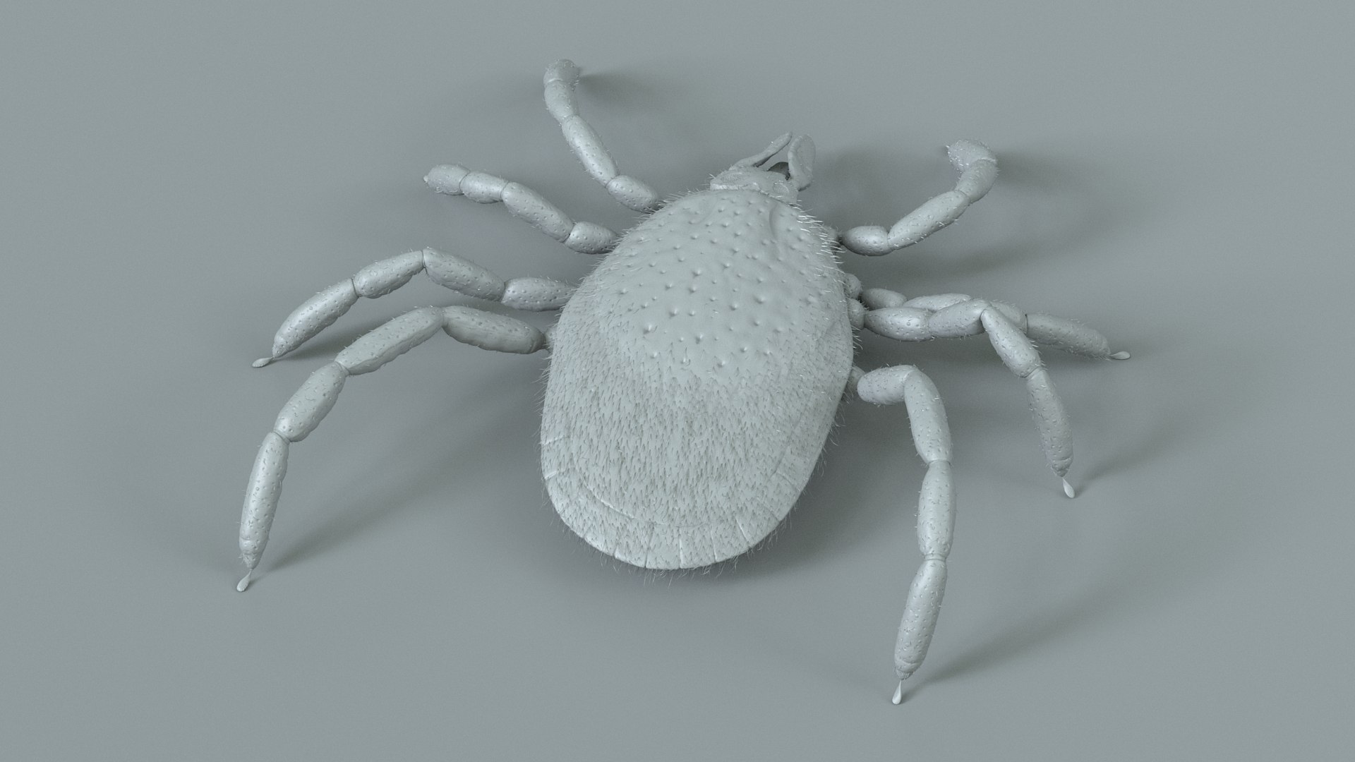 3D Tick Rigged Xgen https://p.turbosquid.com/ts-thumb/KC/7EmQjp/Km/tick_rigged_13/jpg/1717751369/1920x1080/fit_q87/f5c05025a84da621d8c0d38c60243dfd3d455f70/tick_rigged_13.jpg