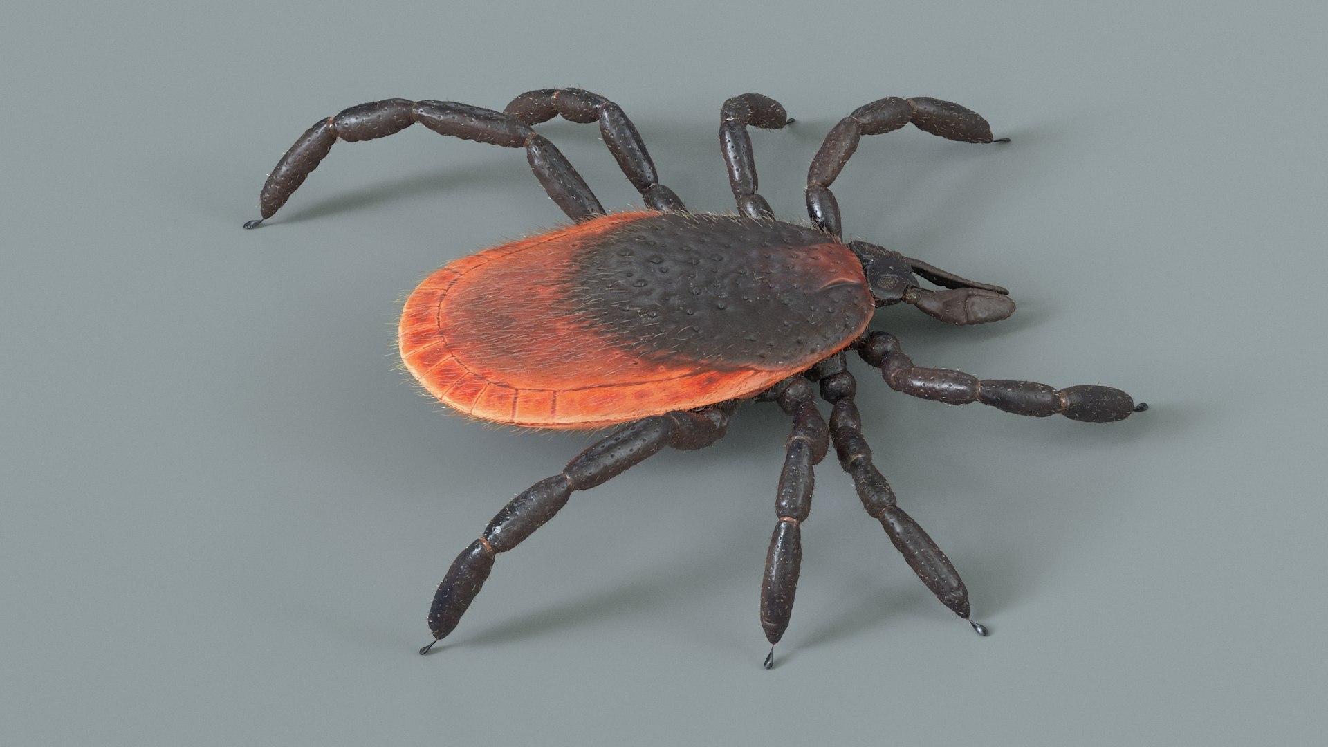 3D Tick Rigged Xgen https://p.turbosquid.com/ts-thumb/KC/7EmQjp/VG/tick_rigged_04/jpg/1717751364/1920x1080/fit_q87/519d8806229e5c5095c8c48cf1440ca80f8cb6ac/tick_rigged_04.jpg