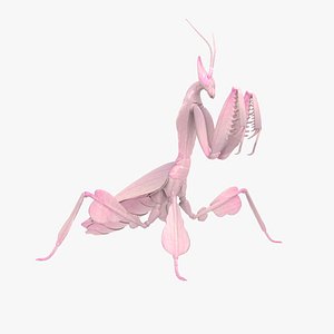 3D model Praying Mantis