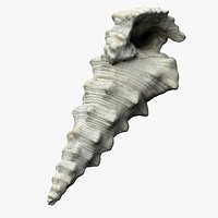 8K White Knobby Cerithium