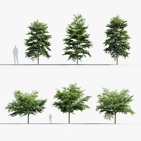 Styrax japonicus Japanese snowbell 3D Model