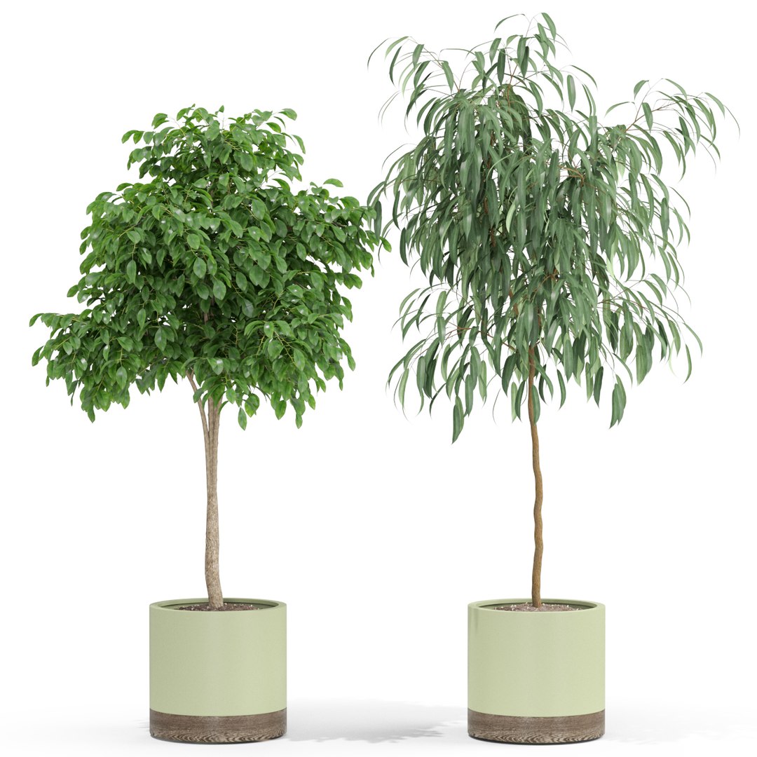 3D plant https://p.turbosquid.com/ts-thumb/KC/k97bfb/ZTQlQQxJ/plant_429_03/jpg/1606648016/1920x1080/fit_q87/f4cfc109bd766267c211af510e0d1a61a58b7b6b/plant_429_03.jpg