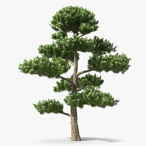 Podocarpus Evergreen Tree 3D model