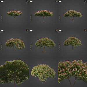 2021 PBR Monkey Pod Tree Collection - Samanea Saman 3D model