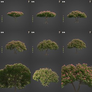 2021 PBR Monkey Pod Tree Collection - Samanea Saman