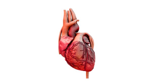 3D heart model