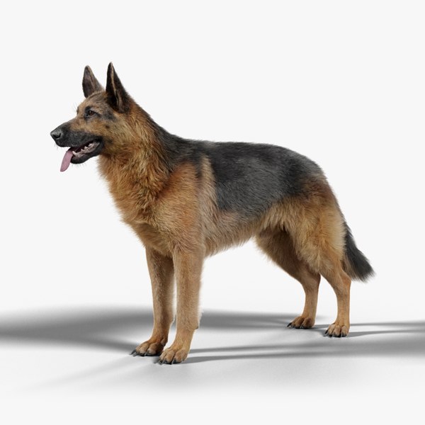 German Shepherd Animated model