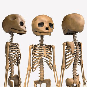 foetus skeleton - pbr 3D model