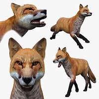 My Fox - 3d animated fox model