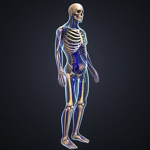 3D body skeleton veins lymph model