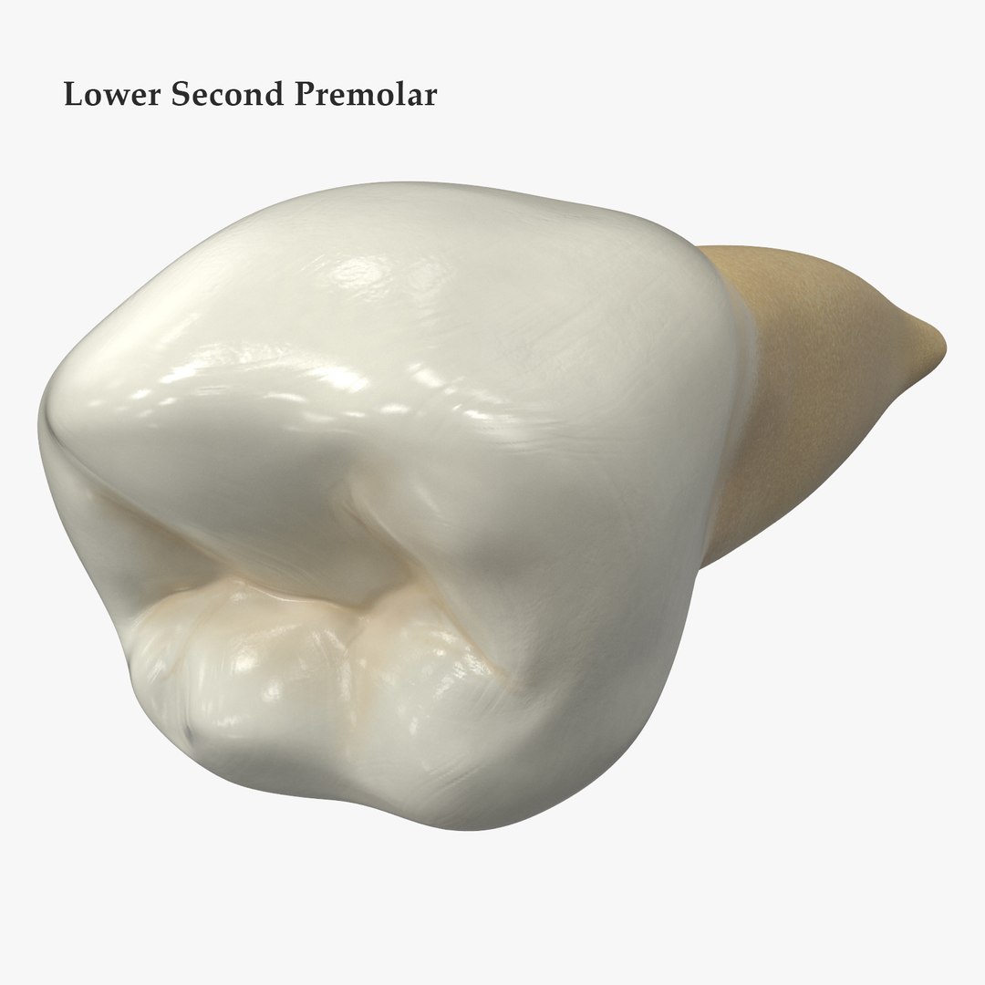 3D upper human teeth https://p.turbosquid.com/ts-thumb/KD/fJCaaP/089hVXBo/lowersecondpremolarsignature/jpg/1599494369/1920x1080/fit_q87/0cf90895a8a8eb72b98d653fbf4b3a21aace4d2c/lowersecondpremolarsignature.jpg