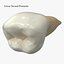 Collezione di denti umani realistici