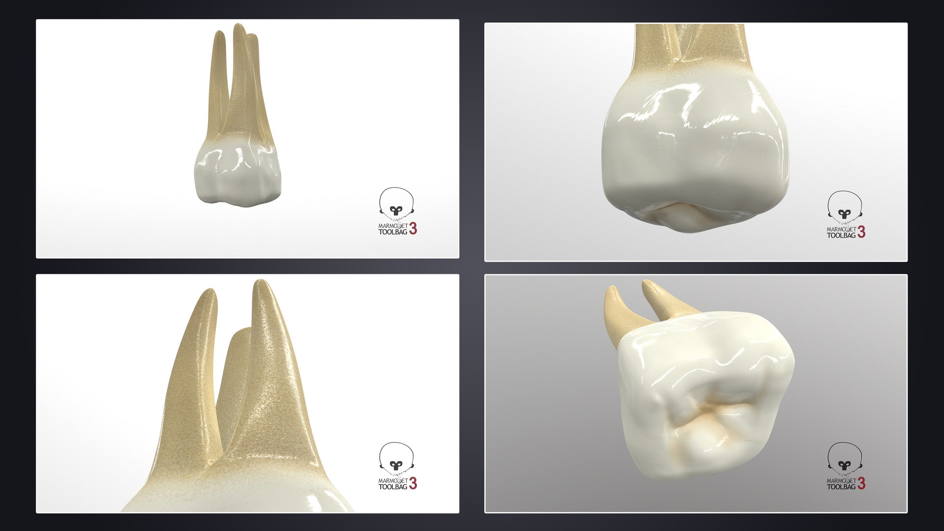 3D upper human teeth https://p.turbosquid.com/ts-thumb/KD/fJCaaP/09RJAbWz/uppersecondmolar_pbr/jpg/1599492335/1920x1080/fit_q87/e4cb7d935c5dc557e8ed67a9a235d5f6d6f1429e/uppersecondmolar_pbr.jpg