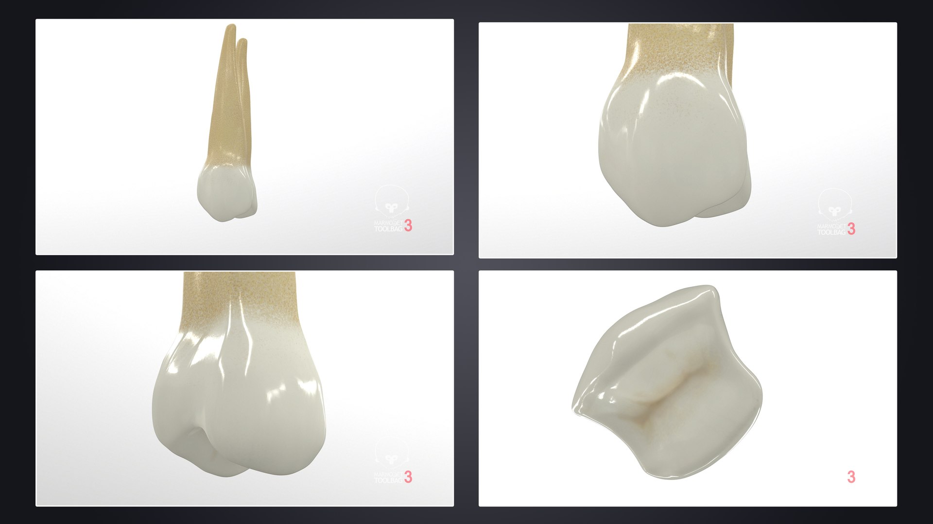 3D upper human teeth https://p.turbosquid.com/ts-thumb/KD/fJCaaP/2uKwLS83/upperfirstpremolar_pbr/jpg/1599490671/1920x1080/fit_q87/fc459cc539ef5938c9ccab1d820e26844accb7e3/upperfirstpremolar_pbr.jpg