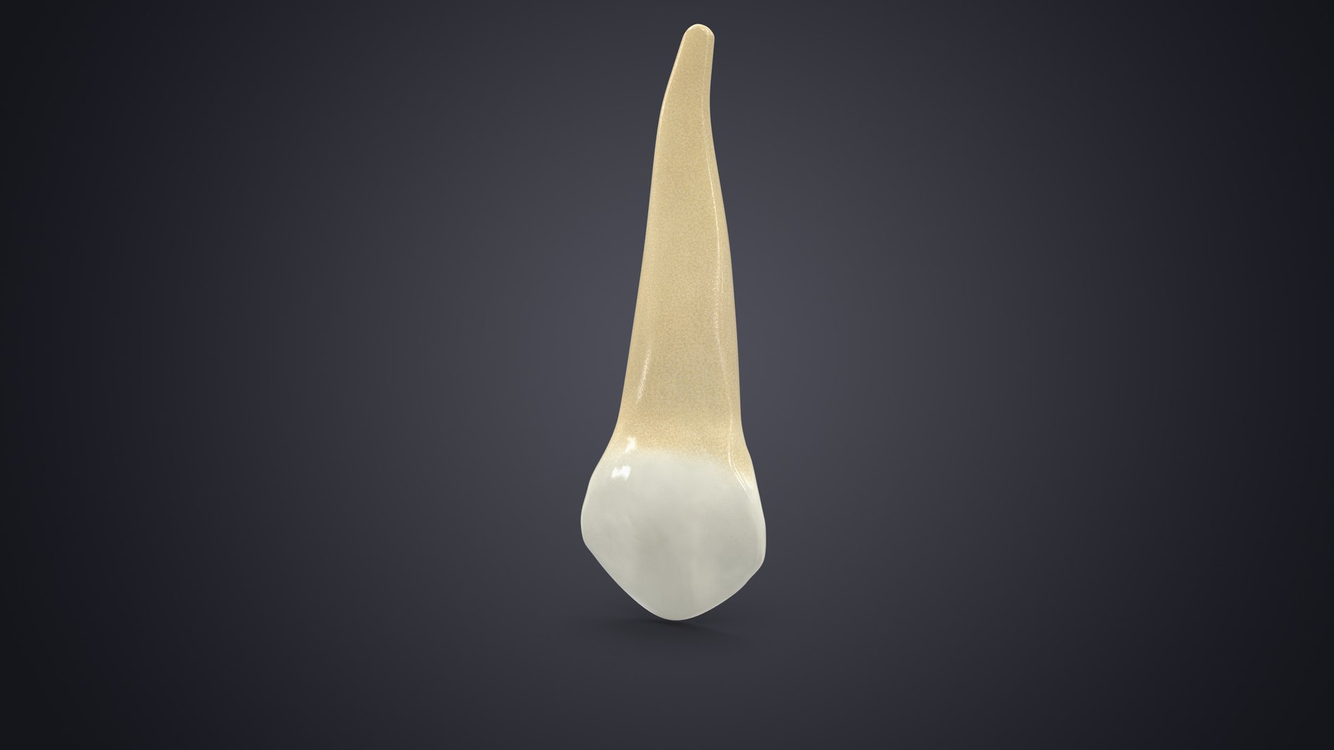 3D upper human teeth https://p.turbosquid.com/ts-thumb/KD/fJCaaP/6R6ZUt3M/contextuppercaninesignature/jpg/1599490400/1920x1080/fit_q87/20c8efd26a25c136721f5671291a4907e59ca609/contextuppercaninesignature.jpg