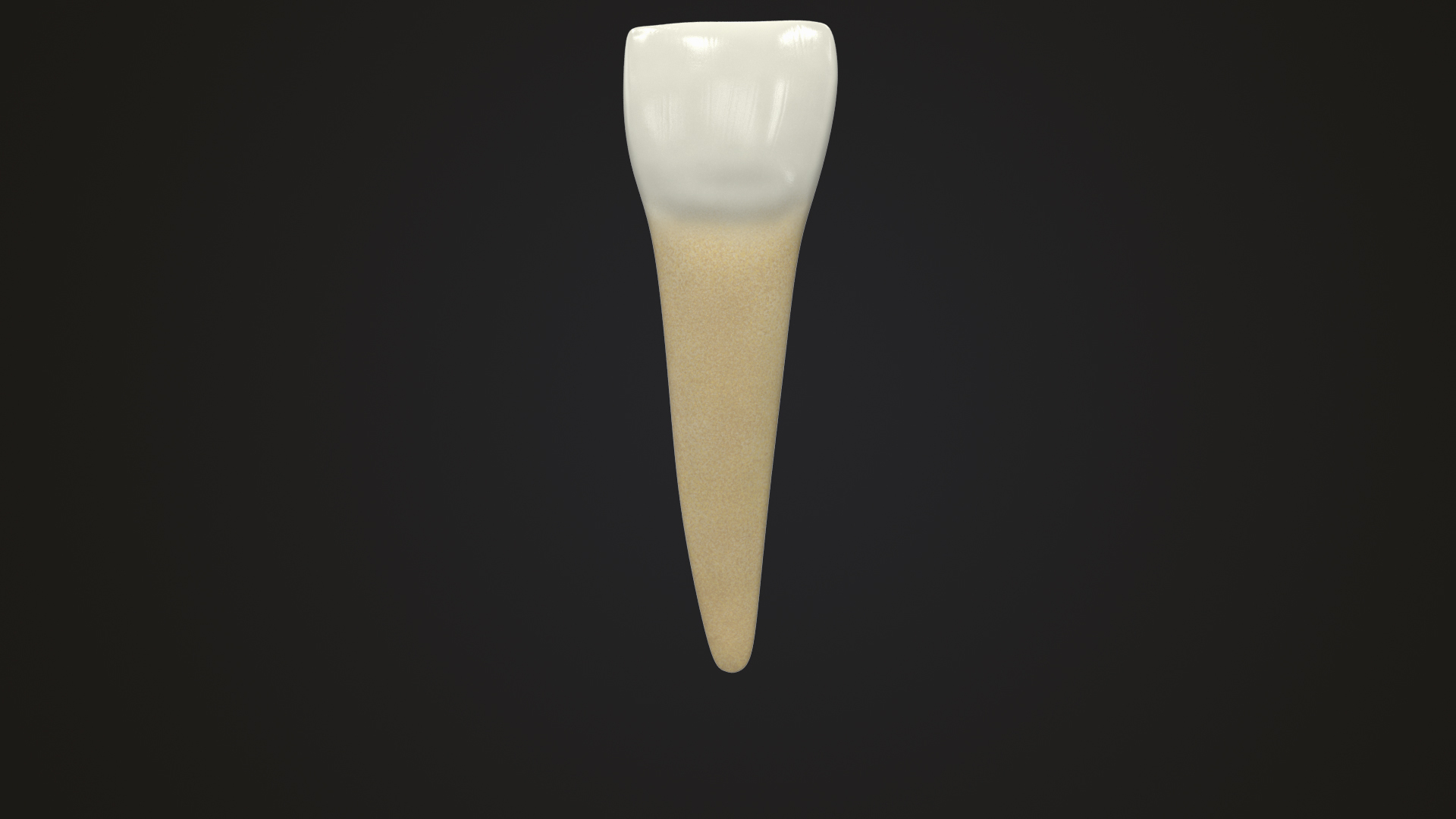 3D upper human teeth https://p.turbosquid.com/ts-thumb/KD/fJCaaP/6wLF2EjX/lowercentralincisor_turn_color/jpg/1599493061/1920x1080/turn_fit_q99/c275df1b4d34ad6fc6fa32d2eb702df75e1e0aef/lowercentralincisor_turn_color-1.jpg