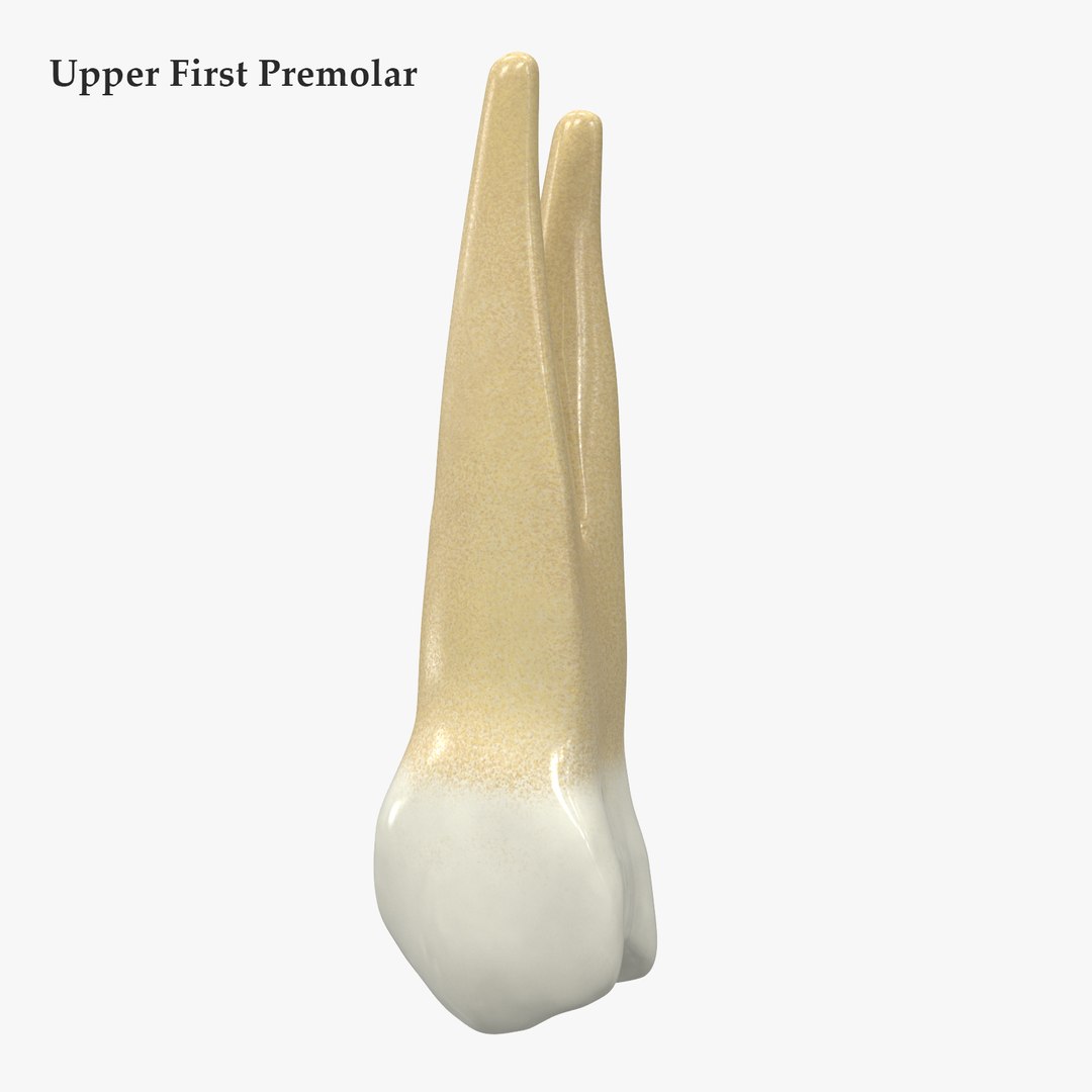 3D upper human teeth https://p.turbosquid.com/ts-thumb/KD/fJCaaP/AGUpLwNi/upperfirstpremolarsignature/jpg/1599490683/1920x1080/fit_q87/87a17016aed280c96c9f2c67386a878733dd855e/upperfirstpremolarsignature.jpg