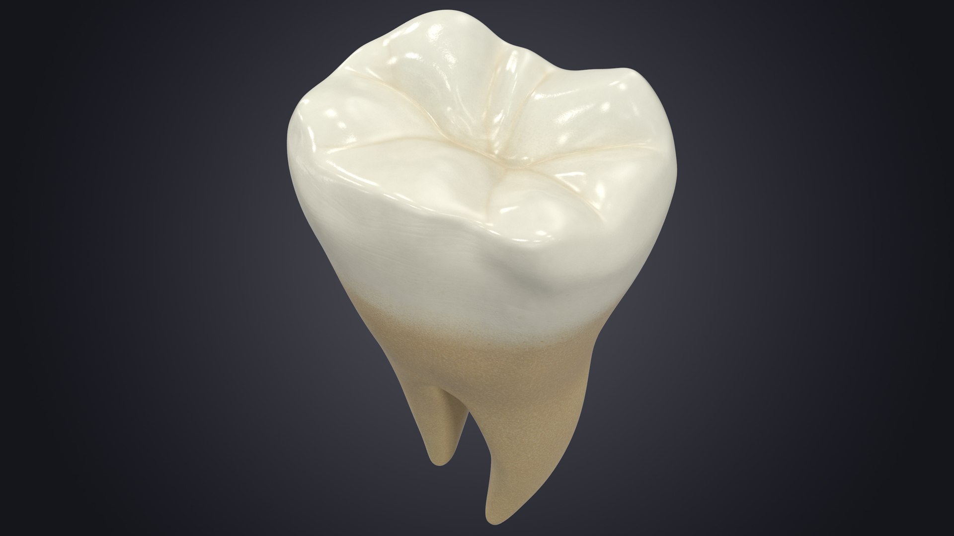 3D upper human teeth https://p.turbosquid.com/ts-thumb/KD/fJCaaP/AWHMou18/lowerfirstmolarcontextsignature/jpg/1599494802/1920x1080/fit_q87/9238ff211ee75c95f64f3e9eb8fe871c115082cc/lowerfirstmolarcontextsignature.jpg