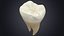 Collezione di denti umani realistici