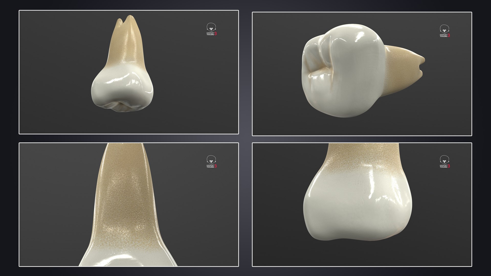 3D upper human teeth https://p.turbosquid.com/ts-thumb/KD/fJCaaP/Ea4Kl1A0/upperthirdmolarwisdom_pbr/jpg/1599492781/1920x1080/fit_q87/adfe3b155e82b6619ef07455e18560fc7a8ddfc9/upperthirdmolarwisdom_pbr.jpg