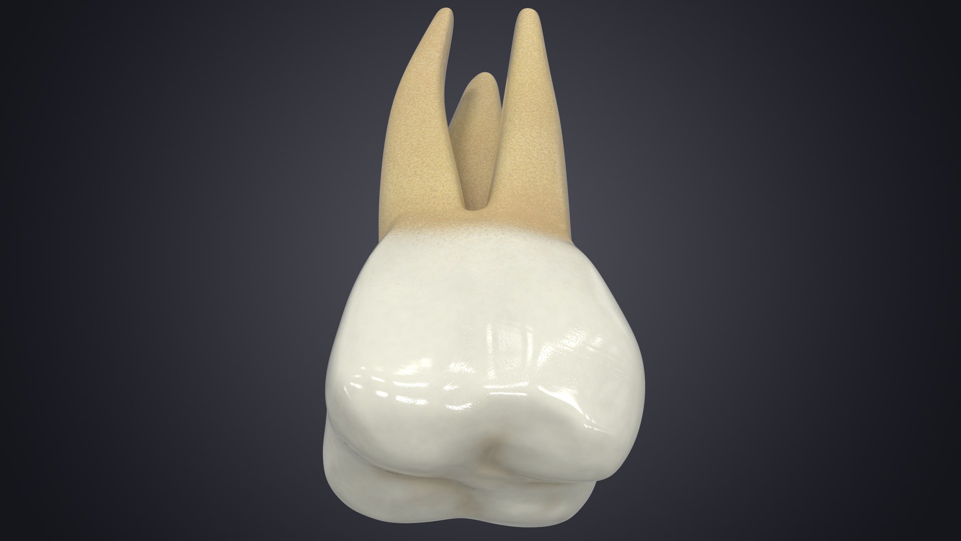 3D upper human teeth https://p.turbosquid.com/ts-thumb/KD/fJCaaP/GY52oqaB/upperfirstmolarcontextsignature/jpg/1599492066/1920x1080/fit_q87/cdd7e46c9ab2c71138eb8ad3598f9a51e3222edc/upperfirstmolarcontextsignature.jpg