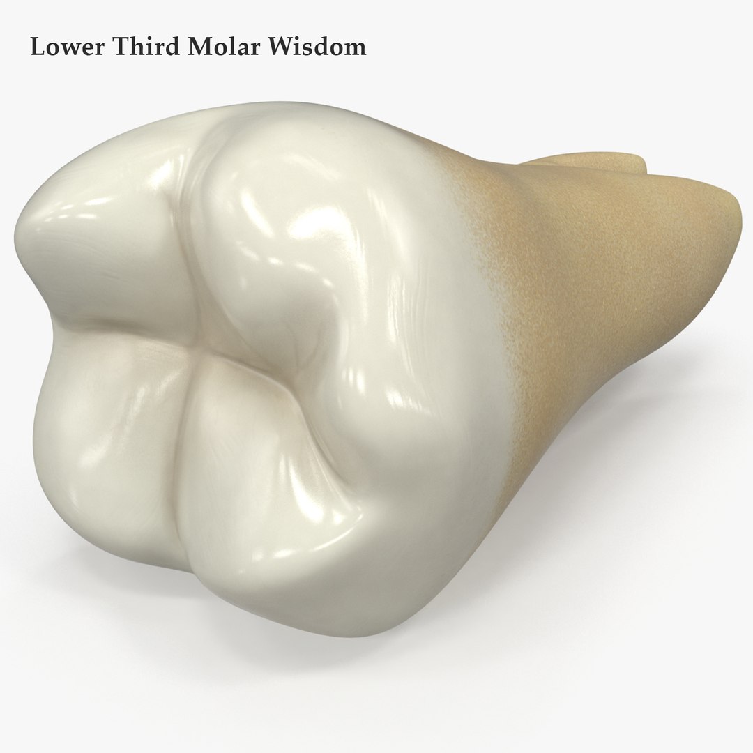 3D upper human teeth https://p.turbosquid.com/ts-thumb/KD/fJCaaP/HjrnPgtK/lowerthirdmolarwisdomsignature/jpg/1599496237/1920x1080/fit_q87/219fb9ad3cf5cfade23fcc102a7c6827b2bde10e/lowerthirdmolarwisdomsignature.jpg