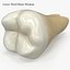 Collezione di denti umani realistici