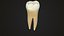 Collezione di denti umani realistici